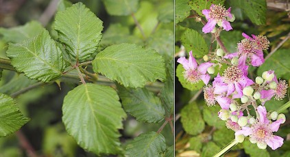 0459-Rosacees-Rubus-praecox-Ronce-precoce-T7