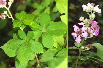 0460-Rosacees-Rubus-incanescens-Ronce-non-blanche-T7