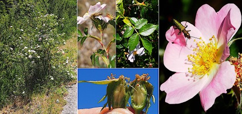 0474-Rosacees-Rosa-dumalis-subsp.-caballicensis-Rosier-des-halliers-T7