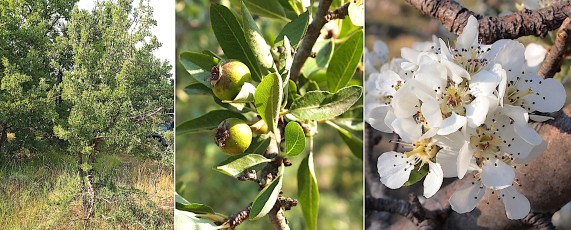 0486-Rosacees-Pyrus-pyraster-Poirier-sauvage-T7