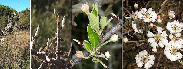0487-Rosacees-Pyrus-spinosa-Poirier-a-feuilles-damandier-T7