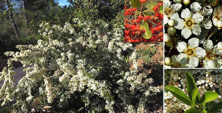 0490-Rosacees-Pyracantha-coccinea-Buisson-ardent-T7