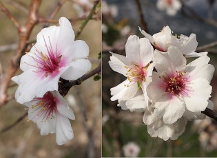 0491-Rosacees-Prunus-dulcis-Amandier-sauvage-T7