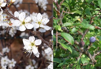 0492-Rosacees-Prunus-spinosa-Prunelier-epine-noire-T7