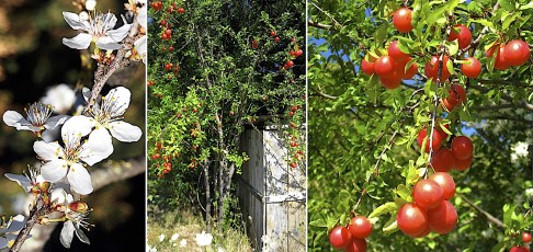 0493-Rosacees-Prunus-domestica-subsp.-insititia-Prunier-sauvage-T7