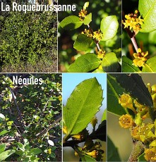 0496-Rhamnacees-Rhamnus-alaternus-Nerprun-alaterne-a-feuilles-courtes-epineuses-T8