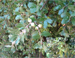 0506-Fagacees-Quercus-ilex-Yeuse-ou-chene-vert-T8