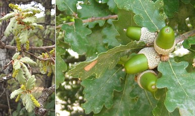 0508-Fagacees-Quercus-pubescens-Chene-pubescent-ou-chene-blanc-T8