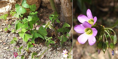 0516-Oxalidacees-Oxalis-latifolia-Oxalis-a-larges-feuilles-T8