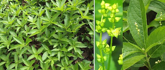 0517-Euphorbiacees-Mercurialis-perennis-Mercuriale-vivace-T8