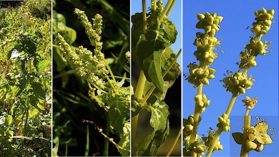 0518-Euphorbiacees-Mercurialis-annua-subsp.-annua-Mercuriale-annuelle-T8