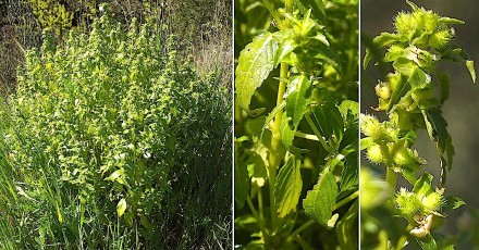 0519-Euphorbiacees-Mercurialis-annua-subsp.-ambigua-Mercuriale-ambigue-T8