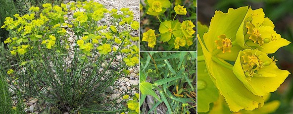 0521-Euphorbiacees-Euphorbia-serrata-Euphorbe-dentee-fleur-T8