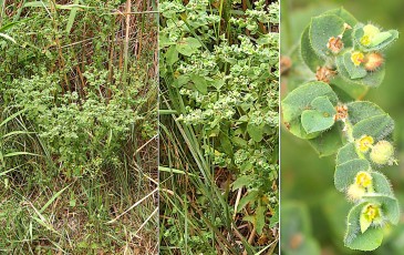 0523-Euphorbiacees-Euphorbia-hirsuta-Euphorbe-hirsute-T8
