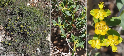 0526-Euphorbiacees-Euphorbia-spinosa-Euphorbe-epineuse-T8