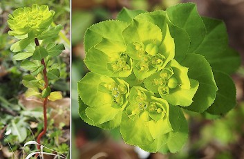 0527-Euphorbiacees-Euphorbia-helioscopia-Euphorbe-reveil-matin-T8