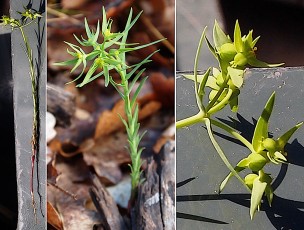 0528-Euphorbiacees-Euphorbia-exigua-Euphorbe-fluette-T8