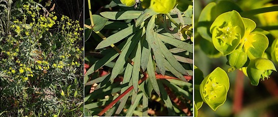 0529-Euphorbiacees-Euphorbia-segetalis-subsp.-segetalis-Euphorbe-des-moissons-T8