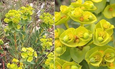 0531-Euphorbiacees-Euphorbia-nicaeensis-Euphorbe-de-Nice-T8