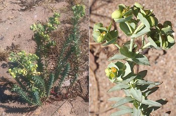 0532-Euphorbiacees-Euphorbia-paralias-Euphorbe-des-dunes-T8