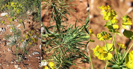 0533-Euphorbiacees-Euphorbia-cyparissias-Euphorbe-petit-cypres-T8