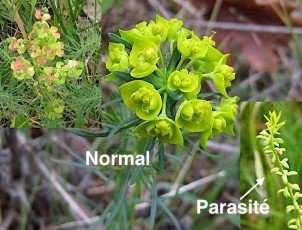 0534-Euphorbiacees-Euphorbia-cyparissias-Euphorbe-petit-cypres-parasite-T8