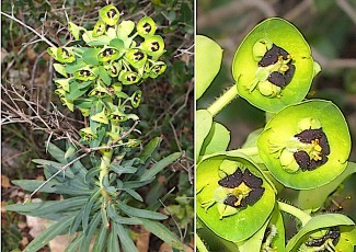 0536-Euphorbiacees-Euphorbia-characias-Euphorbe-characias-T8
