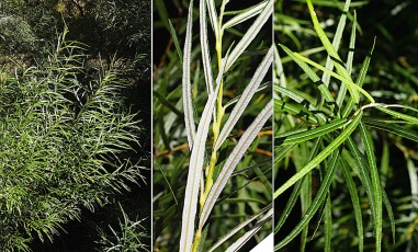 0539-Salicacees-Salix-eleagnos-subsp.-angustifolia-Saule-a-feuilles-etroites-T8