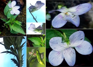 0546-Violacees-Viola-pumila-ou-canina-subsp.pumila-Violette-naine-T8