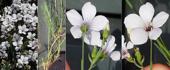 0555-Linacees-Linum-suffruticosum-subsp.-appressum-Lin-a-feuilles-de-soude-T8