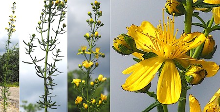 0560-Hypericacees-Hypericum-hyssopifolium-Millepertuis-a-feuilles-dHysope-T9