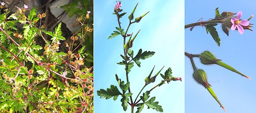 0568-Geraniacees-Geranium-robertianum-subsp.-purpurum-Geranium-pourpre-T9