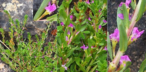 0576-Lythracees-Lythrum-hyssopifolia-Lythrum-a-feuilles-dHysope-T9