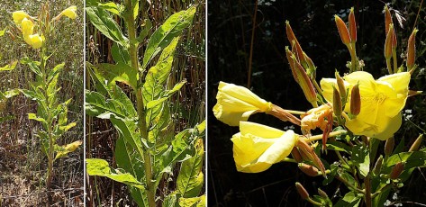 0579-Onagracees-Oenothera-glaziovana-Onagre-a-grandes-fleurs-T9