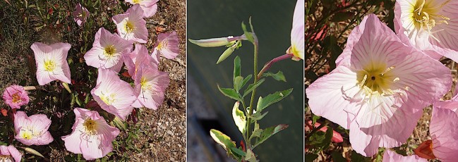 0581-Onagracees-Oenothera-speciosa-Onagre-rose-T9