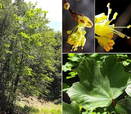 0590-Sapindacees-Acer-opalus-subsp.-opalus-Erable-a-feuilles-dobier-T9