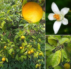 0591-Rutacees-Citrus-reticulata-Mandarinier-T9