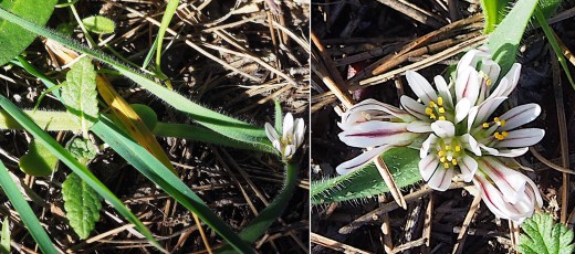 Amaryllidacees-Allium-chamaemoly-Ail-Petit-Moly