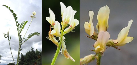 Fabacees-Astragalus-hamosus-Astragale-a-gousses-en-hamecon