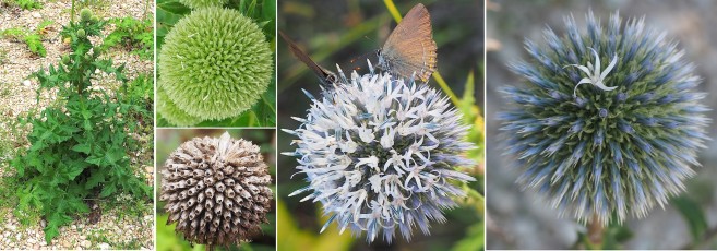 Asteracees-Echinops-sphaerocephalus-Oursin-a-tete-ronde